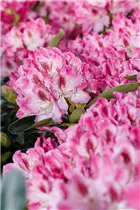  - Rhododendron 'Helen Martin'