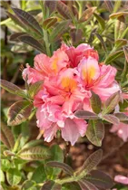  - Rhododendron luteum 'Coccinea Speciosa'