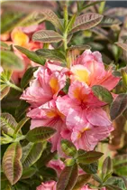  - Rhododendron luteum 'Coccinea Speciosa'