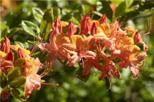  - Rhododendron luteum 'Coccinea Speciosa'