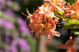  - Rhododendron luteum 'Coccinea Speciosa'