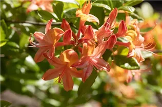  - Rhododendron luteum 'Coccinea Speciosa'