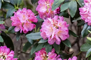  - Rhododendron 'Henri Nannen'