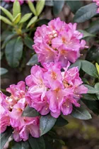  - Rhododendron 'Henri Nannen'