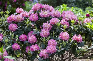  - Rhododendron 'Henri Nannen'