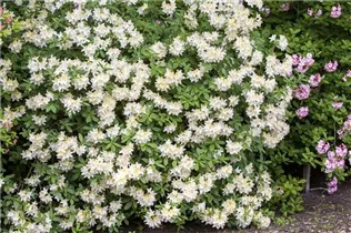  - Rhododendron luteum 'Daviesii'