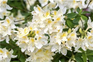  - Rhododendron luteum 'Daviesii'