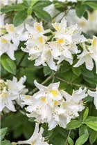  - Rhododendron luteum 'Daviesii'