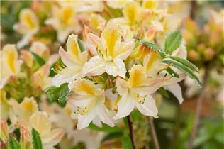 - Rhododendron luteum 'Daviesii'
