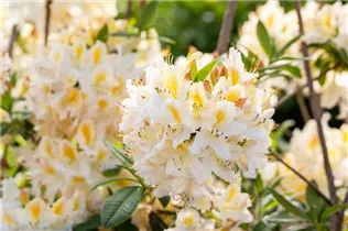  - Rhododendron luteum 'Daviesii'