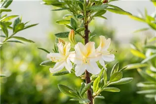  - Rhododendron luteum 'Daviesii'