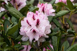  - Rhododendron 'Herbstfreude'