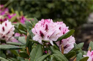  - Rhododendron 'Herbstfreude'
