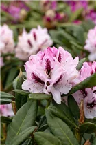  - Rhododendron 'Herbstfreude'