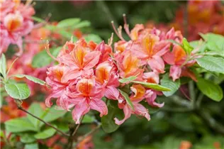  - Rhododendron luteum 'Esmeralca'