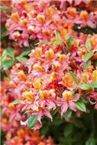  - Rhododendron luteum 'Esmeralca'