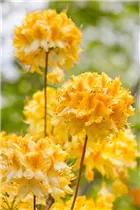  - Rhododendron 'Hollandia'