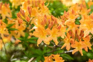  - Rhododendron 'Hollandia'