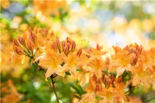  - Rhododendron 'Hollandia'