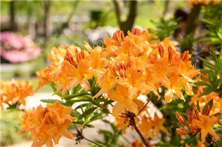  - Rhododendron 'Hollandia'