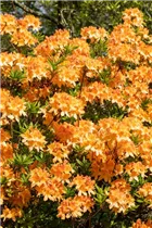  - Rhododendron 'Hollandia'