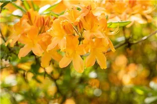  - Rhododendron 'Hollandia'