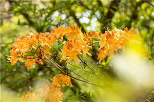  - Rhododendron 'Hollandia'