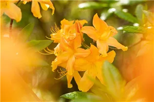  - Rhododendron 'Hollandia'