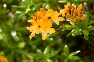  - Rhododendron 'Hollandia'