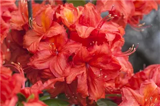  - Rhododendron luteum 'Feuerwerk'