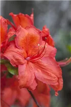  - Rhododendron luteum 'Feuerwerk'
