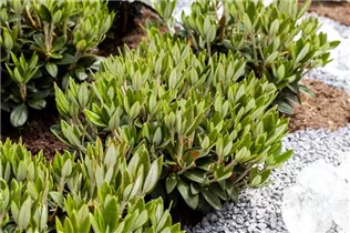  - Rhododendron 'Honigduft'