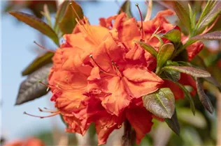 - Rhododendron luteum 'Fireball'  - Rhododendron luteum 'Fireball'