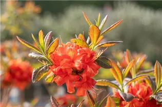 - Rhododendron luteum 'Fireball'  - Rhododendron luteum 'Fireball'