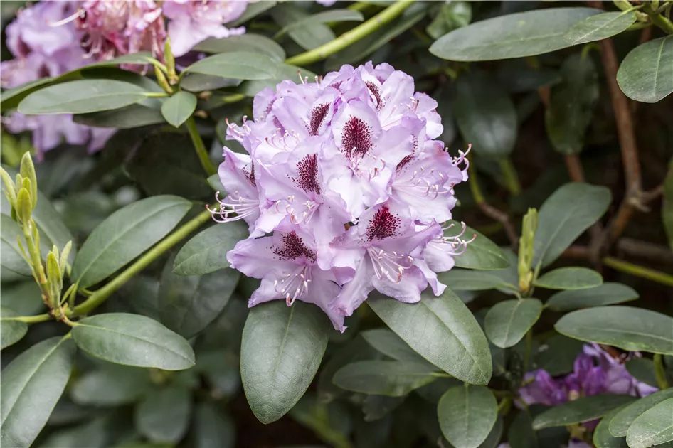 Rhododendron 'Humboldt'