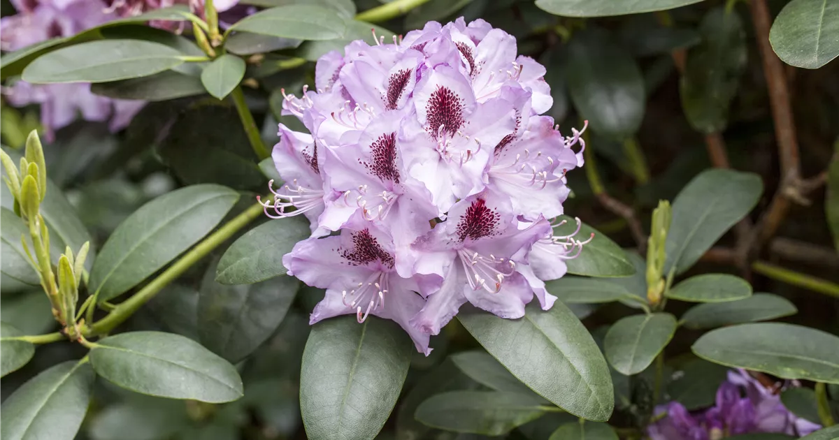 Rhododendron 'Humboldt'