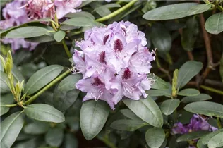 - Rhododendron 'Humboldt'  - Rhododendron 'Humboldt'