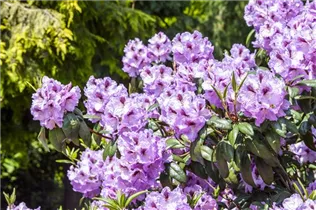 - Rhododendron 'Humboldt'  - Rhododendron 'Humboldt'