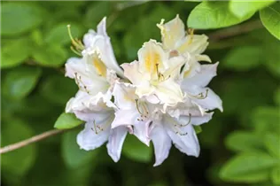  - Rhododendron luteum 'Frederic de Merode'