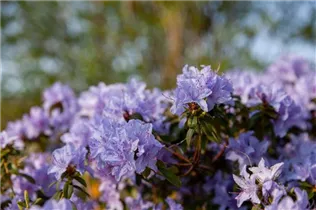  - Rhododendron impeditum