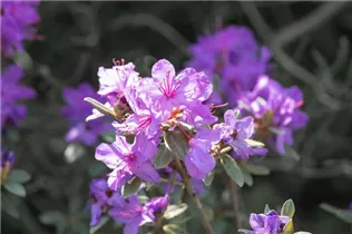  - Rhododendron impeditum