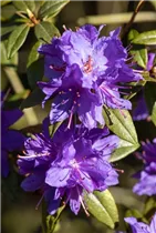  - Rhododendron impeditum