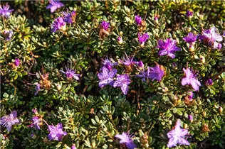  - Rhododendron impeditum