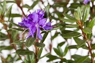  - Rhododendron impeditum 'Azurika'