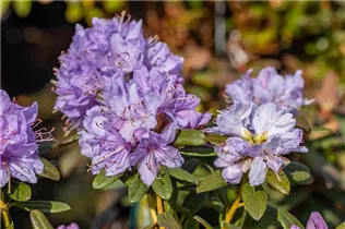 - Rhododendron impeditum 'Blaue Mauritius'  - Rhododendron impeditum 'Blaue Mauritius'