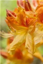  - Rhododendron luteum 'Golden Flare'