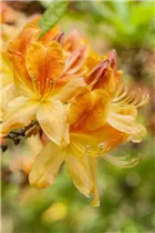  - Rhododendron luteum 'Golden Flare'