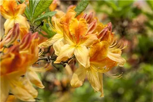  - Rhododendron luteum 'Golden Flare'