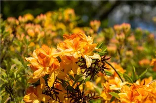  - Rhododendron luteum 'Golden Flare'