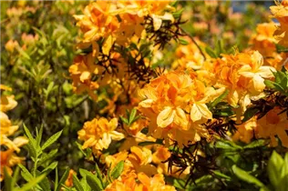  - Rhododendron luteum 'Golden Flare'